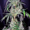 Hawaiian Snow (GHS) Cannabis-Samen