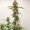 Northern Lights XL Auto (Zambeza Seeds) Cannabis-Samen