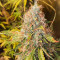 Original Auto Jack Herer (Fast Buds) Cannabis-Samen