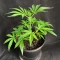 Pound Cake Auto feminisierte Samen (Fast Buds)