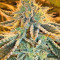 Pure Kush (Original Sensible Seeds) Cannabis-Samen