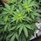 Super Lemon Cloud Auto (Herbies Seeds)
