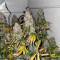The White Fire OG feminisierte Samen (Seedkeepers)
