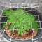 22 (Cali Connection Seeds) Cannabis-Samen