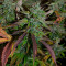 Auto Banana Blaze (Dutch Passion) Cannabis-Samen