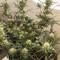 Auto New York City Diesel (Advanced Seeds) Cannabis-Samen