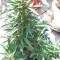 BCN Power Plant Autoflower (Seedstockers) Cannabis-Samen