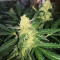 Buddha Deimos Auto regular (Buddha Seeds) Cannabis-Samen