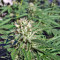 Chocolate Mint OG (Humboldt Seeds Organization) Cannabis-Samen
