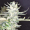 Destroyer (CannaBioGen) Cannabis-Samen