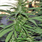 Destroyer (CannaBioGen) Cannabis-Samen