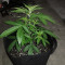 Diesel Auto (G13 Labs) Cannabis-Samen