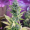 Early Bird Skunk (Sagarmatha Seeds) Cannabis-Samen