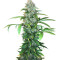 Ese T. Bilbo Auto (Genehtik Seeds) Cannabis-Samen