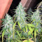 Juicy Lucy Auto (Auto Seeds) Cannabis-Samen