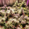 Kali China (Ace Seeds) Cannabis-Samen