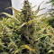 LSD Auto (Barney's Farm) Cannabis-Samen