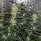 Lemon AK Auto feminisierte Samen (Fast Buds)