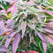 Sherbet (Seedstockers) Cannabis-Samen