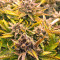 Strawberry Banana (Big Head Seeds) Cannabis-Samen