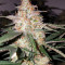 Toof Decay Auto (Mephisto Genetics) Cannabis-Samen
