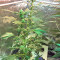 Wedding Cake (Big Head Seeds) Cannabis-Samen