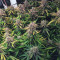 Wild Thailand (World of Seeds) Cannabis-Samen