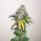 Afghan Kush Regular (World of Seeds) Cannabis-Samen