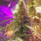 AK420 Autoflower strain