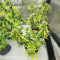 Also Know 47 Autoflower feminisierte Samen (Seedkeepers)
