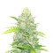 Blue Dream Autoflower feminisierte Samen (Seedkeepers)