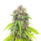 Bruce Banner # feminisierte Samen (AlphaFem Seeds)