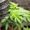Bubblegum (Kera Seeds) Cannabis-Samen