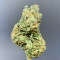 Delicious Cookies Early Version feminisierte Samen (Delicious Seeds)