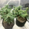 Edam Bomb (Cheese Bomb) (Bomb Seeds) Cannabis-Samen