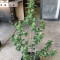 Girl Scout Cookies Auto (Auto Seeds) Cannabis-Samen