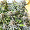 Grandaddy Banner feminisierte Samen (AlphaFem Seeds)