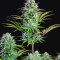 Kosher Cake Auto feminisierte Samen (Fast Buds)