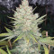 Original Auto OG Kush (Fast Buds) Cannabis-Samen