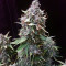 Quick Gorilla (Dinafem Seeds) Cannabis-Samen
