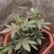 LSD-25 Auto (Fast Buds) Cannabis-Samen zu verkaufen