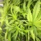 West Coast O.G. Auto (Fast Buds) Cannabis-Samen zu verkaufen