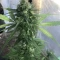 Gelato Auto Cannabis-Samen Kaufen