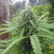CBD Blue Shark (Barney's Farm) Cannabis-Samen zu verkaufen