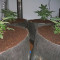 Grandaddy Banner (Big Head Seeds) Cannabis-Samen zu verkaufen