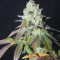 Meringue (Dutch Passion) Cannabis-Samen zu verkaufen
