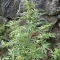 CBD Lemon Auto Cannabis-Samen Kaufen