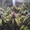 Ayahuasca Purple Cannabis-Samen Kaufen