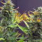 Kaufe Original Trainwreck Auto Samen feminisiert von Fast Buds