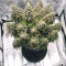 Northern Lights Cannabis-Samen Kaufen